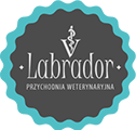 Labrador Przychodnia weterynaryjna